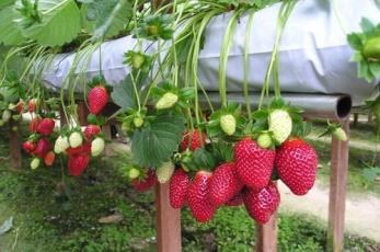 Farm data